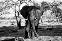 140 Elephant, Khwai, Botswana