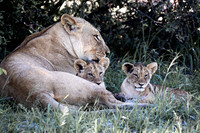 C050 Lioness and cubs, Kwando, Botswana