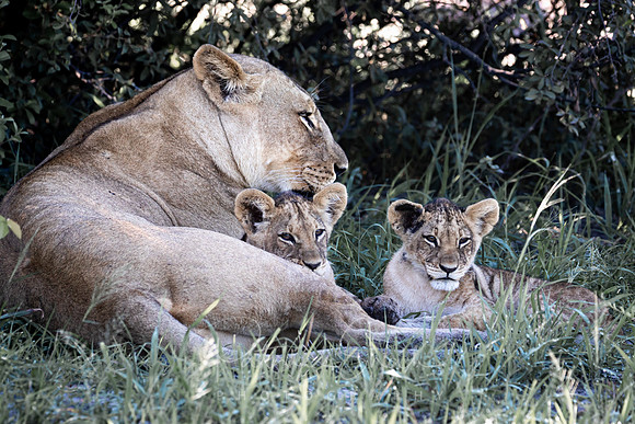 C050 Lioness and cubs, Kwando, Botswana