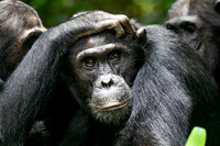 C100 Chimpanzee, Mahale Mountains, Tanzania