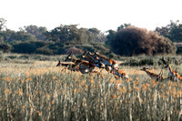 C090 Leaping lechwe, Kwando, Botswana