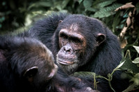 C110 Chimpanzee, Mahale Mountains, Tanzania