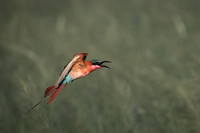 C070 Southern carmine bee eater, Kwando, Botswana