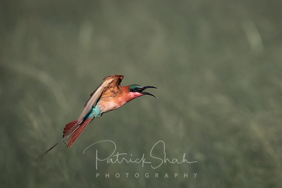 C070 Southern carmine bee eater, Kwando, Botswana