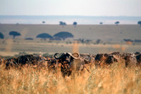 C010 Cape Buffalo, Masai Mara, Kenya