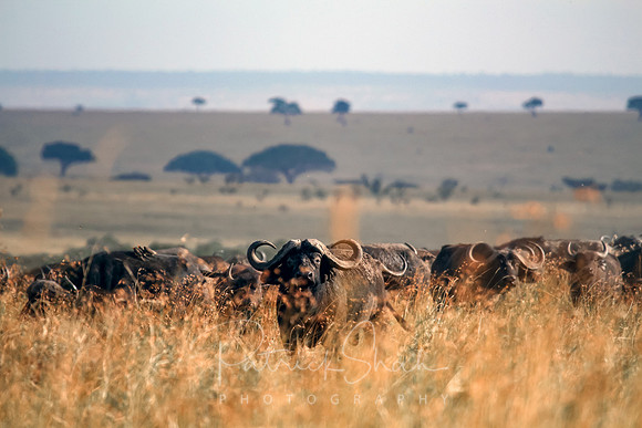 C010 Cape Buffalo, Masai Mara, Kenya