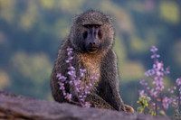 Wildlife Colour Prints