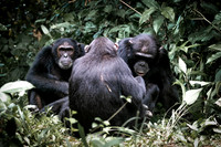 C130 Chimpanzees, Mahale Mountains, Tanzania