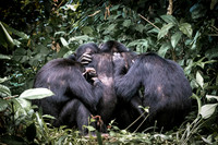 C140 Chimpanzees, Mahale Mountains, Tanzania