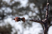 C040 Southern carmine bee eater, Kwando, Botswana
