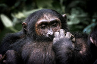 C150 Chimpanzees, Mahale Mountains, Tanzania