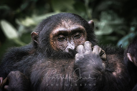 C150 Chimpanzees, Mahale Mountains, Tanzania