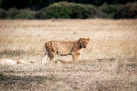 C170 Young lioness, Masai Mara, Kenya