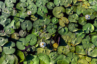 P150 Water lilies, Kwando river, Botswana