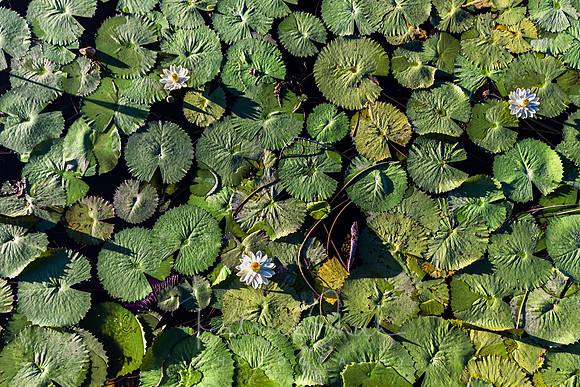 P150 Water lilies, Kwando river, Botswana
