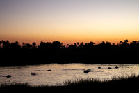 P130 Hippo Pool, Okavango Delta, Botswana