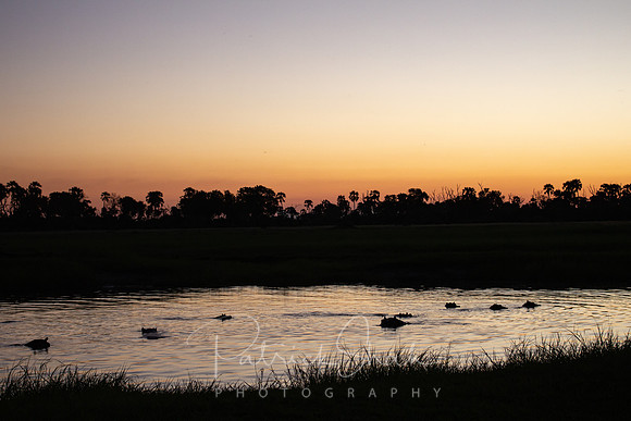 P130 Hippo Pool, Okavango Delta, Botswana