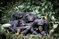 C120 Chimpanzees Mahale Mountains, Tanzania