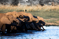 C090 Elephants, Okavango, Botswana