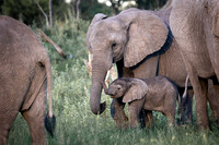 C060 Elephant mother and baby, Okavango, Botswana