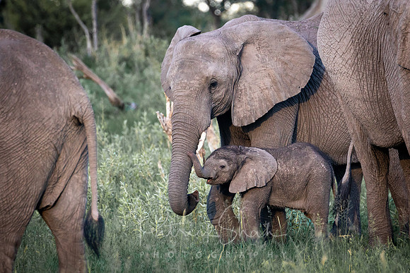 C060 Elephant mother and baby, Okavango, Botswana