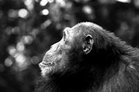 500 Chimpanzee, Mahale Mountains, Tanzania