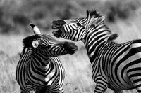 700 Zebra stallions jousting, Masai Mara, Kenya