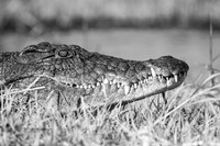 740 Crocodile, Chobe, Botswana