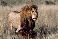 C340 Male Lion Feeding, Masai Mara, Kenya
