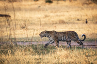 C430 Leopard, Khwai, Botswana