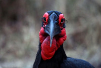 C460 Southern ground hornbill, Masai Mara, Kenya