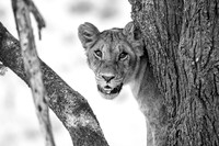 450 Young lioness, Masai Mara, Kenya