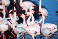 C590 Flamingos, Walvis Bay, Namibia