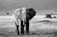 460 Elephant, Masai Mara, Kenya