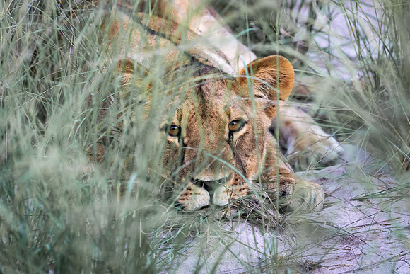 C030 Lion cub, Kwando, Botswana
