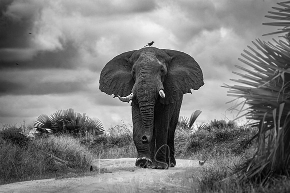 090 Elephant, Murchison Falls, Uganda