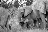 130 Elephants, Okavango, Botswana