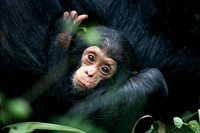 C165 Baby chimpanzee, Mahale Mountains, Tanzania