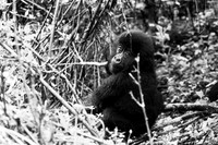 020 Baby mountain gorilla, Mgahinga, Uganda
