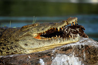 C020 Crocodile, Murchison Falls, Uganda