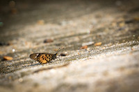 C180 Butterfly, Lake Tanganyika, Tanzania
