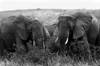 100 Elephant, Ishasha, Uganda