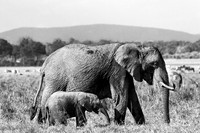 190 Elephant, Masai Mara, Kenya