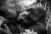 030 Silverback mountain gorilla, Mgahinga, Uganda