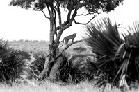 080 Leopard, Murchison Falls, Uganda