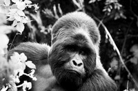 050 Silverback mountain gorilla, Mgahinga, Uganda