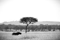 150 Black rhino, Masai Mara, Kenya