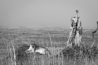 180 Lioness, Masai Mara, Kenya