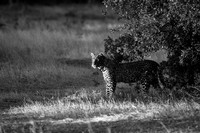 160 Leopard, Khwai, Botswana