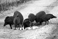 110 Helmeted guinea fowl, Ishasha, Uganda